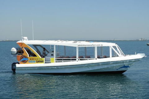 Adelaide Ocean Safari - Wild Dolphin Safari - Accommodation Sunshine Coast 0
