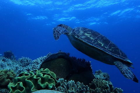 3 Day Whitsundays Sailing And Diving Adventure: Kiana - Accommodation Sunshine Coast 6