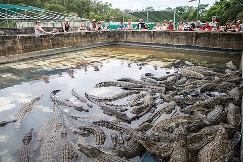 Hartley\'s Crocodile Adventures Day Trip From Palm Cove - Accommodation Sunshine Coast 7