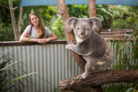 Hartley\'s Crocodile Adventures Day Trip From Palm Cove - Accommodation Sunshine Coast 3