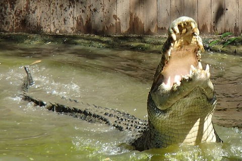 Hartley\'s Crocodile Adventures Day Trip From Palm Cove - Accommodation Sunshine Coast 4
