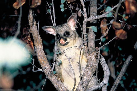 Natural Bridge Glow Worm Night Tour From Gold Coast - Accommodation Sunshine Coast 4