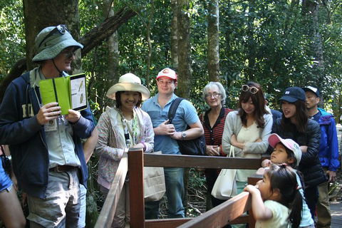 Natural Bridge Glow Worm Night Tour From Gold Coast - Accommodation Sunshine Coast 5