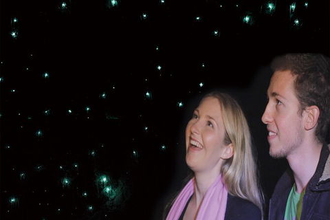 Natural Bridge Glow Worm Night Tour From Gold Coast - Accommodation Sunshine Coast 6