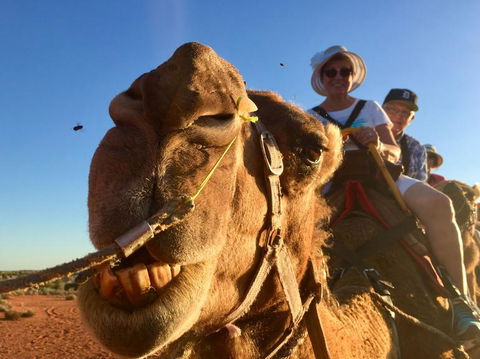 Uluru Small-Group Tour By Camel At Sunrise Or Sunset - Accommodation Sunshine Coast 7