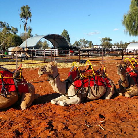 Uluru Small-Group Tour By Camel At Sunrise Or Sunset - Accommodation Sunshine Coast 15
