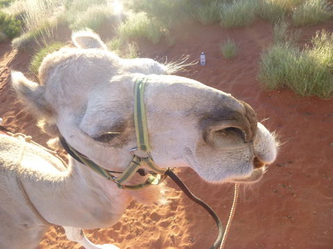 Uluru Small-Group Tour By Camel At Sunrise Or Sunset - Accommodation Sunshine Coast 10