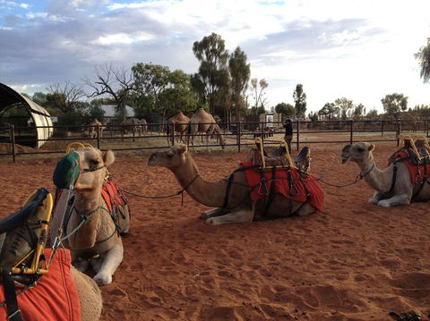 Uluru Small-Group Tour By Camel At Sunrise Or Sunset - Accommodation Sunshine Coast 24