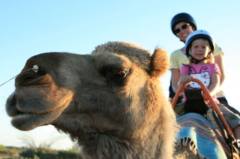 Uluru Small-Group Tour By Camel At Sunrise Or Sunset - Accommodation Sunshine Coast 3