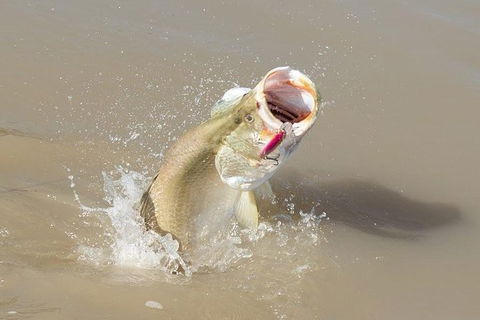 Multi-Day Fishing Safari From Darwin Staying Aboard A Mother Ship - Accommodation Sunshine Coast 8