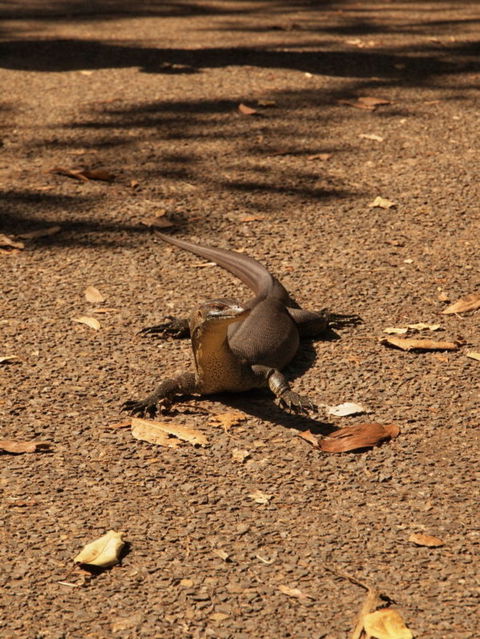 Katherine Day Tour From Darwin Including Katherine Gorge Cruise - Accommodation Sunshine Coast 9
