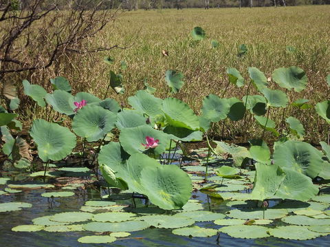 Katherine Day Tour From Darwin Including Katherine Gorge Cruise - Accommodation Sunshine Coast 15