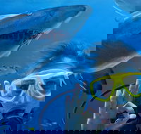 Shark Dive Xtreme at SEA LIFE Sydney Aquarium - Accommodation Sunshine Coast