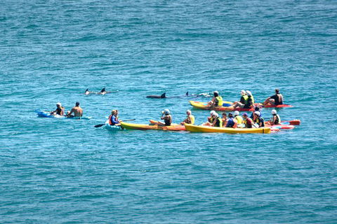 The Byron Bay Sea Kayak Tour - Accommodation Sunshine Coast 12