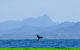 The Byron Bay Sea Kayak Tour - thumb 10