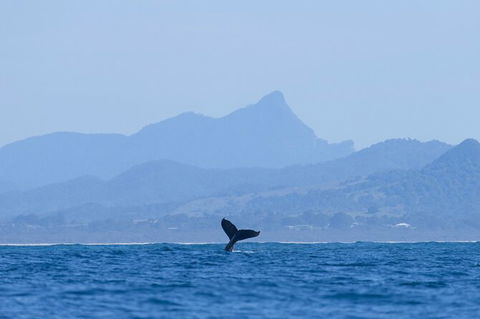 The Byron Bay Sea Kayak Tour - Accommodation Sunshine Coast 10