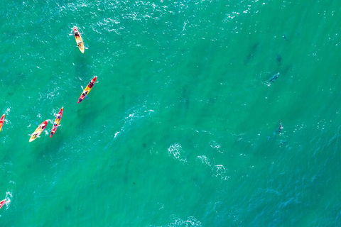The Byron Bay Sea Kayak Tour - Accommodation Sunshine Coast 5