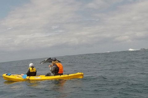 The Byron Bay Sea Kayak Tour - Accommodation Sunshine Coast 6