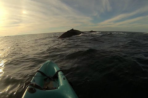 The Byron Bay Sea Kayak Tour - Accommodation Sunshine Coast 3