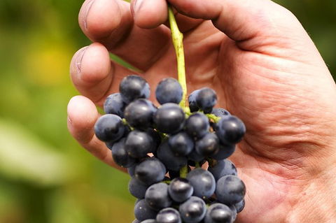 Scenic Hunter Valley Winery Tour With Boutique Wineries & Local Cheese - Accommodation Sunshine Coast 5