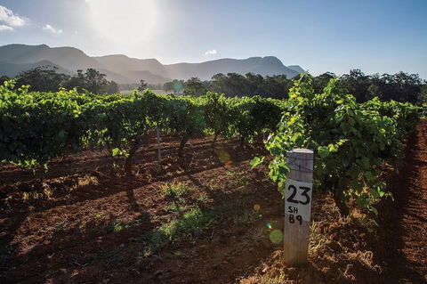 Scenic Hunter Valley Winery Tour With Boutique Wineries & Local Cheese - Accommodation Sunshine Coast 9
