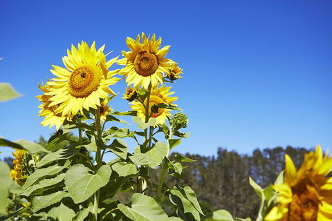 Scenic Hunter Valley Winery Tour With Boutique Wineries & Local Cheese - Accommodation Sunshine Coast 11