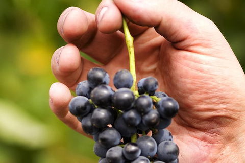 Scenic Hunter Valley Winery Tour With Boutique Wineries & Local Cheese - Accommodation Sunshine Coast 8
