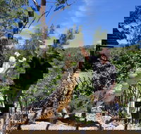 Private Shoalhaven Zoo Experience from Sydney - Accommodation Sunshine Coast