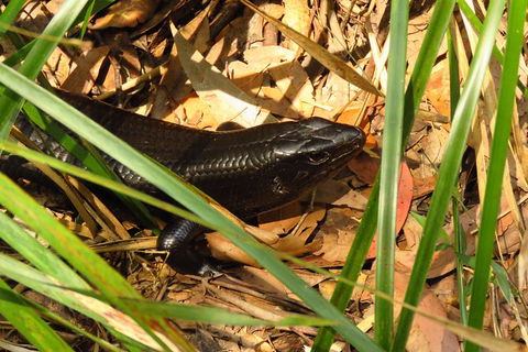 Minyon Falls Rainforest Walk - Accommodation Sunshine Coast 3