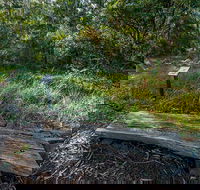 Browns Forest Loop Trail - Accommodation Sunshine Coast