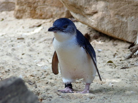 Granite Island Nature Park - Guided Penguin Tours - Accommodation Sunshine Coast 0