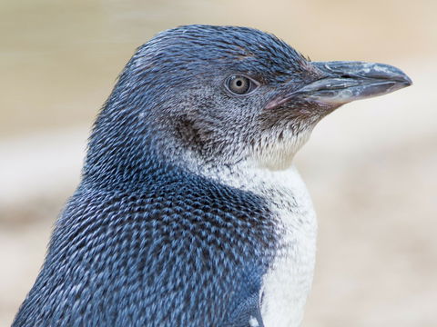 Granite Island Nature Park - Guided Penguin Tours - Accommodation Sunshine Coast 1