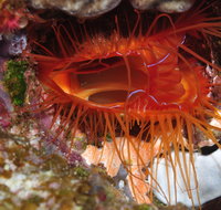 Pixie Pinnacle Dive Site - Accommodation Sunshine Coast