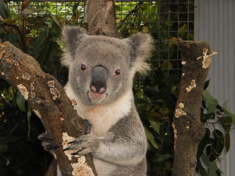 Birdland Animal Park - Accommodation Sunshine Coast 0