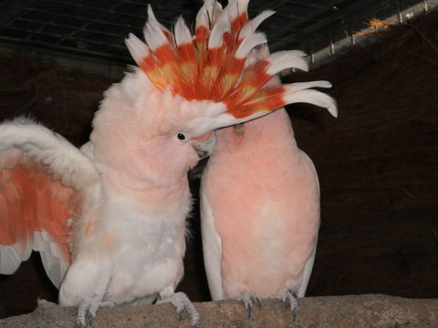Birdland Animal Park - Accommodation Sunshine Coast 1