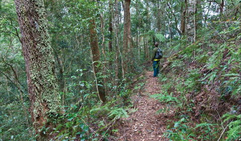 Blackbutt Walking Track - Accommodation Sunshine Coast 0