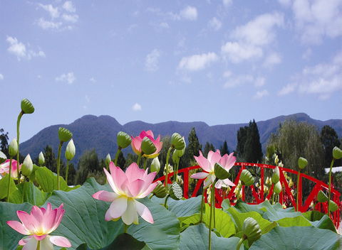 Blue Lotus Water Garden - Accommodation Sunshine Coast 0