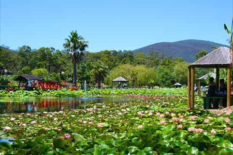 Blue Lotus Water Garden - Accommodation Sunshine Coast 1