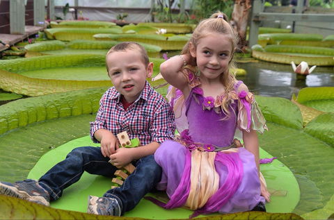 Blue Lotus Water Garden - Accommodation Sunshine Coast 2