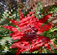 Inverawe Native Gardens - Accommodation Sunshine Coast