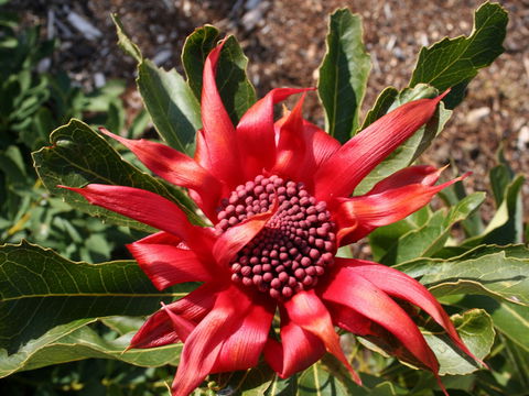 Inverawe Native Gardens - Accommodation Sunshine Coast 0