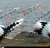 Pelican Feeding - Accommodation Sunshine Coast