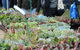 Portsea Market - thumb 0