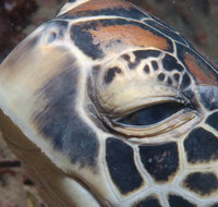 Turtle Bommie - Accommodation Sunshine Coast