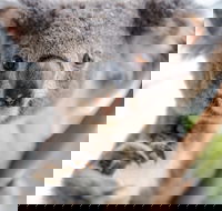 Wild Life Sydney Zoo - Accommodation Sunshine Coast