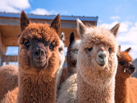 Animal Farm Visit - Accommodation Sunshine Coast 0