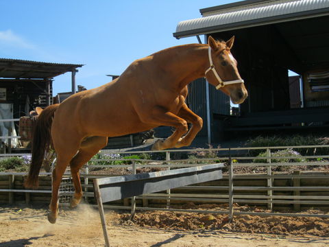 Boggy Creek Show - Accommodation Sunshine Coast 1