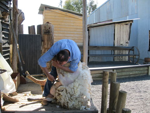 Boggy Creek Show - Accommodation Sunshine Coast 2