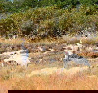 Cape Keraudren Nature Reserve - Accommodation Sunshine Coast