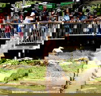 Crocodylus Park and Zoo - Accommodation Sunshine Coast
